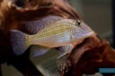 Cichlid jurupary — 7